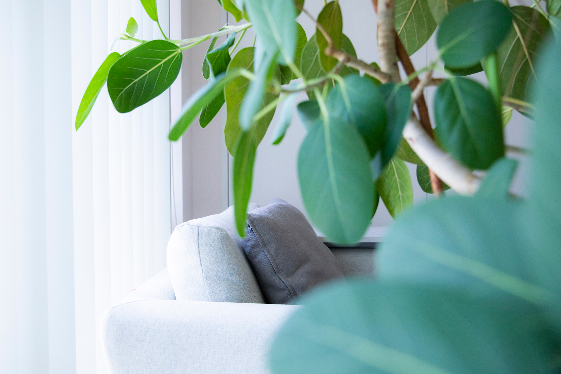 カウンセリングルームのソファと観葉植物